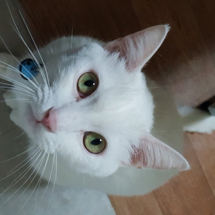 고양이 발톱 깎기에 대하여! 고양이 발톱 깎기에 대하여!