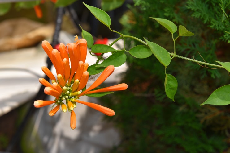  불꽃 덩굴 오렌지 트럼펫(Orange Trumpet)