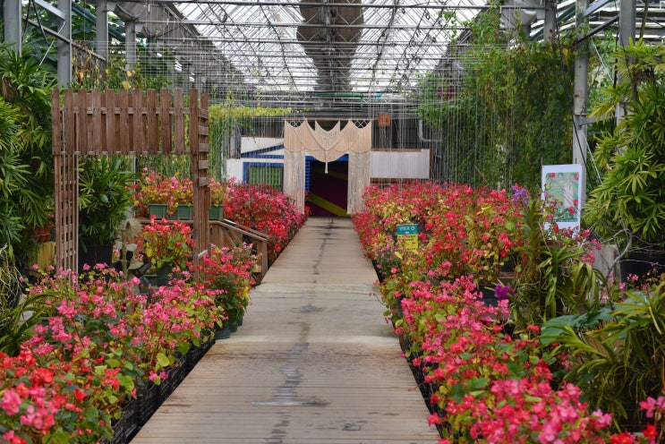 365일 꽃을 만날 수 있는 세계꽃식물원