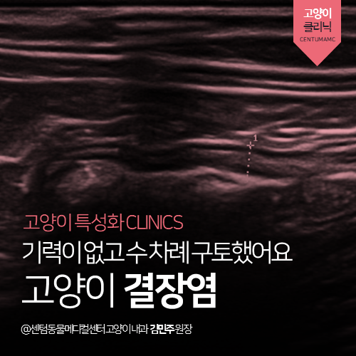  [고양이내과] 고양이 결장염 - 기력이 없고 수 차례 구토했어요! (부산 수영구 광안동 수영동 남천동 내과 전문 동물병원, 탈수)