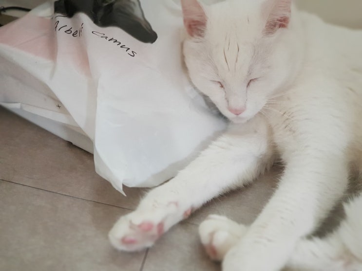 고양이의 성격은 어떻게 파악할 수 있을까? 고양이의 성격은 어떻게 파악할 수 있을까?