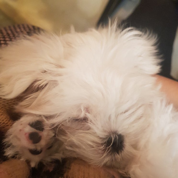  라페스타 애견카페  왈왈펫카페 라페스타E동 ||  너무귀야워여ㅠㅠㅜㅜ