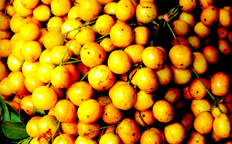 단맛과 신맛의 최고봉 열대과일 말레이시아포도