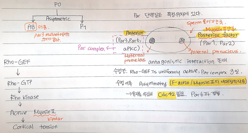 [Lodish] Chapter 21. Stem Cell, Asymmetry, Cell Death 3~4 정리 : 네이버 블로그