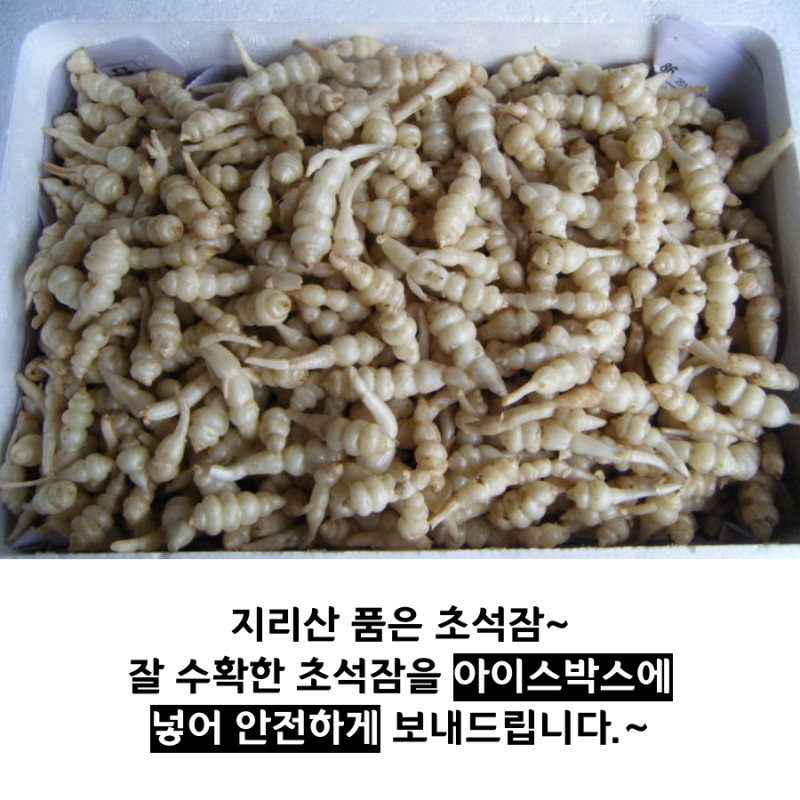 2020 지리산 초석잠 판매가격 & 생초석잠파는곳 15