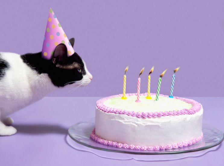  내 양력 생일 알고 싶을때, 내 음력 생일 알고 싶을때 양력 음력 변환기 사용방법 알아봤네요