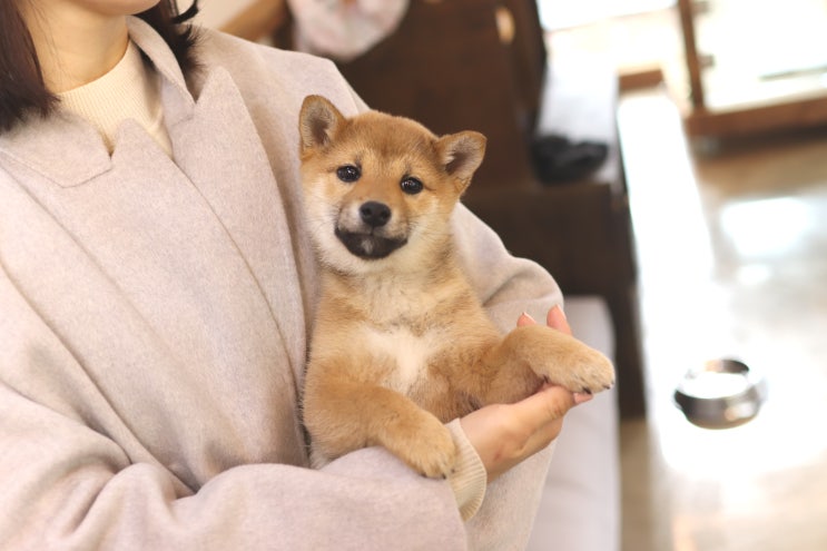  시바견 분양가격