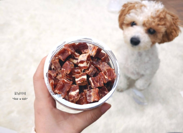 워프앤미아우 푸숑훈이가 너무 잘먹었던 강아지 치즈간식 강아지 노즈워크 훈련용간식으로 추천 