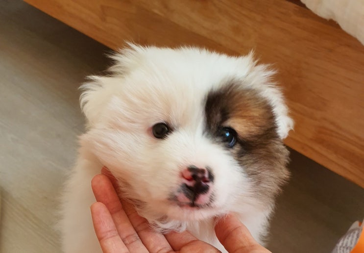 입양 완료 산속에서 구조된 2개월령 피오. 행복한 녀석 피오. 꽃길만 걷자. 입양 완료 산속에서 구조된 2개월령 피오. 행복한 녀석 피오. 꽃길만 걷자.