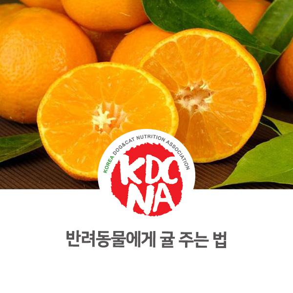  [강아지 고양이 식재료 정보] 반려동물에게 귤을 주는 방법은?_135