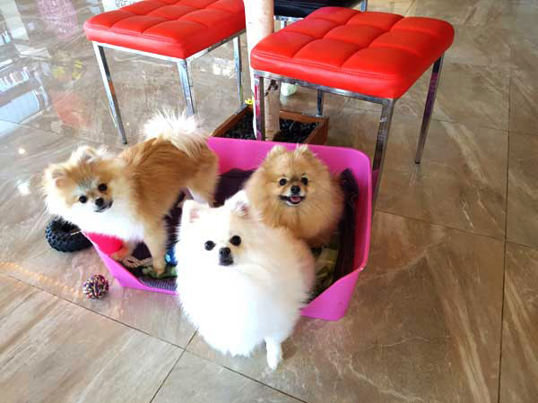  제주도 애견업종 할인정보! 미용,애견카페,수제간식 등 다양한 할인쿠폰리스트!