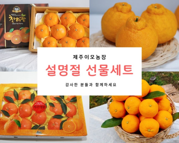  산지직송 2만원대 설선물 제주 한라봉 천혜향 레드향 선물세트