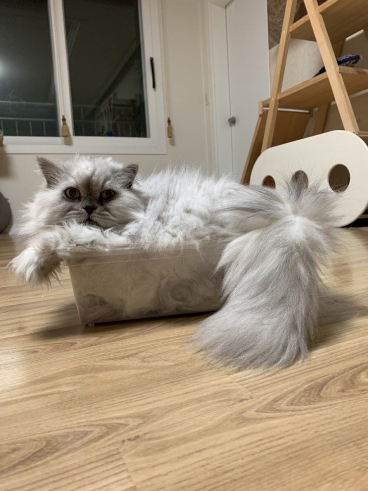 신발박스 고양이