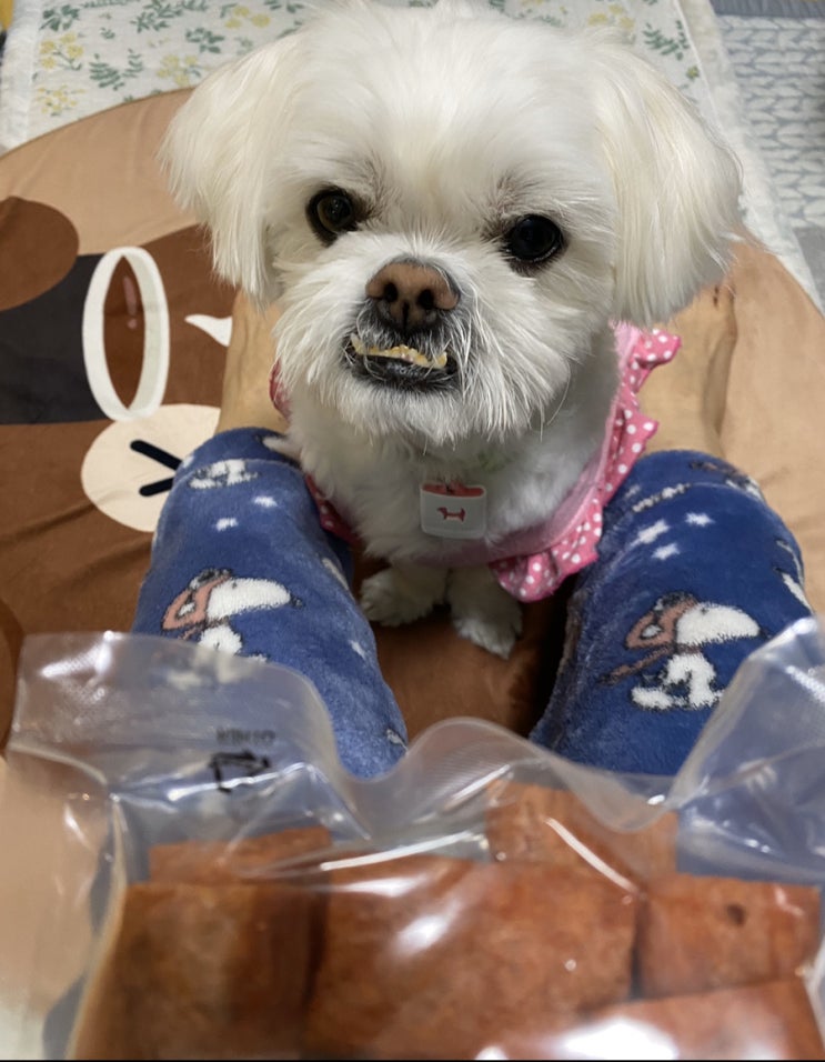 올리브영 강아지 간식 : 뼈 관절에 도움되는 아바하 소고기 플랫 저키 바게트 올리브영 강아지 간식 : 뼈 관절에 도움되는 아바하 소고기 플랫 저키 바게트