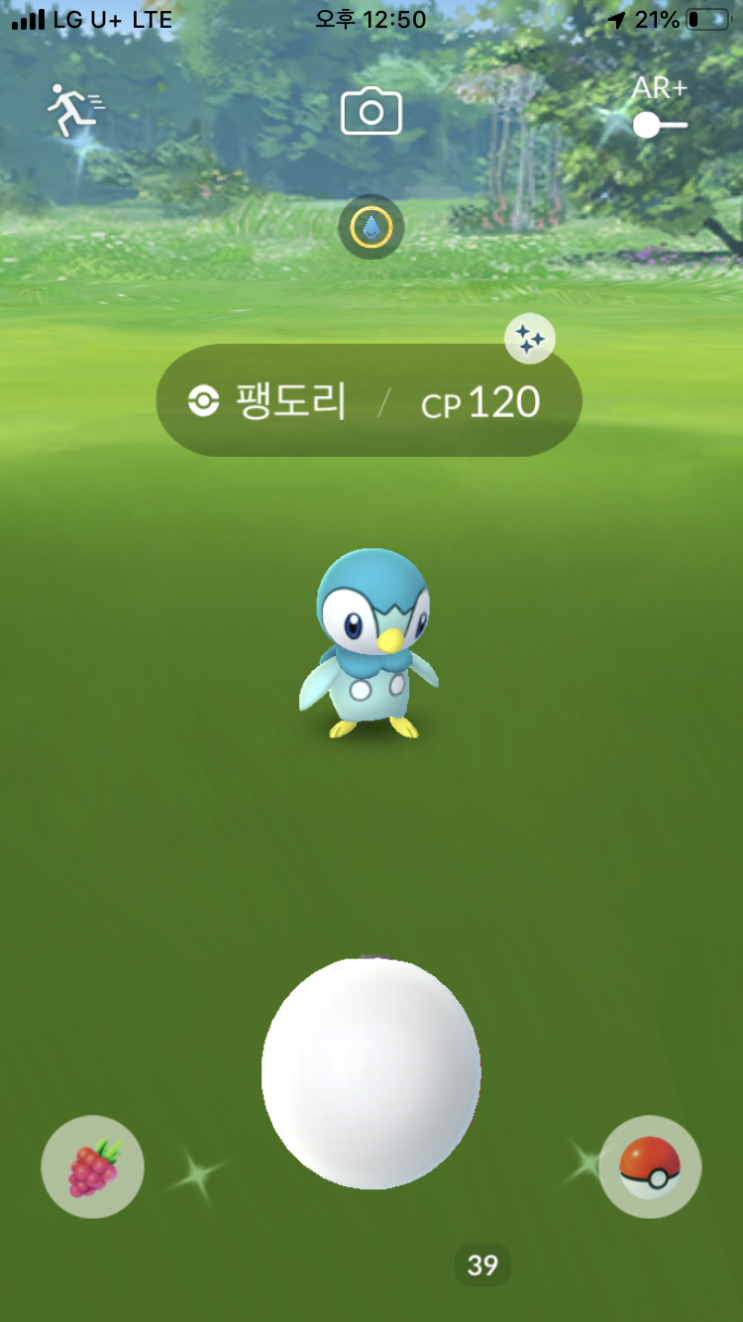  팽도리 이로치