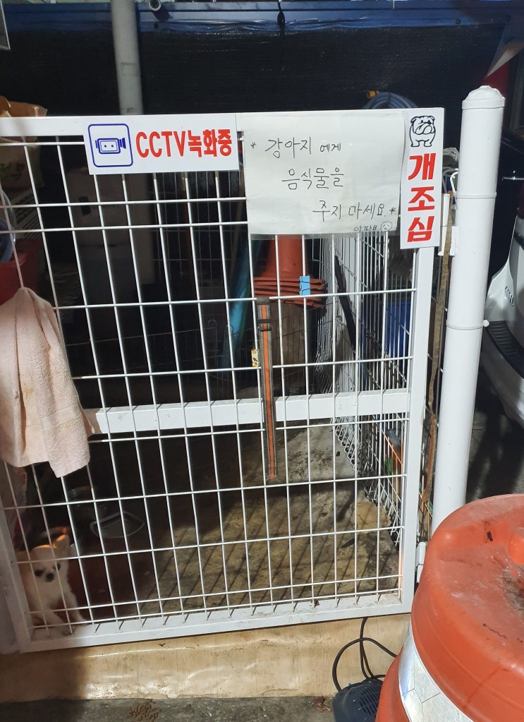  개조심.. 개를 조심하라기보다는 강아지를 조심시켜야 할 듯