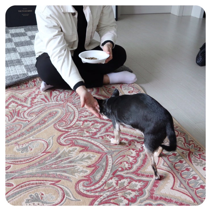  천안강아지방문훈련 받아본 솔직후기! 몇시간만에 변화한 울강아지 짖음훈련!