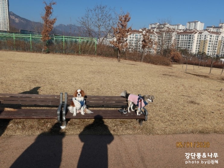  별내 강아지 산책코스 언제와도 좋은곳