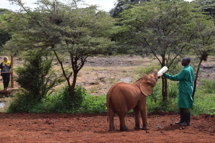 Part2- [아프리카여행/케냐여행/나이로비여행] 나이로비 가 볼만한곳 (나이로비 기린센터 가는방법,나이로비 코끼리 고아원 가는방법(무한도전 도토),나이로비 KICC 전망대)
