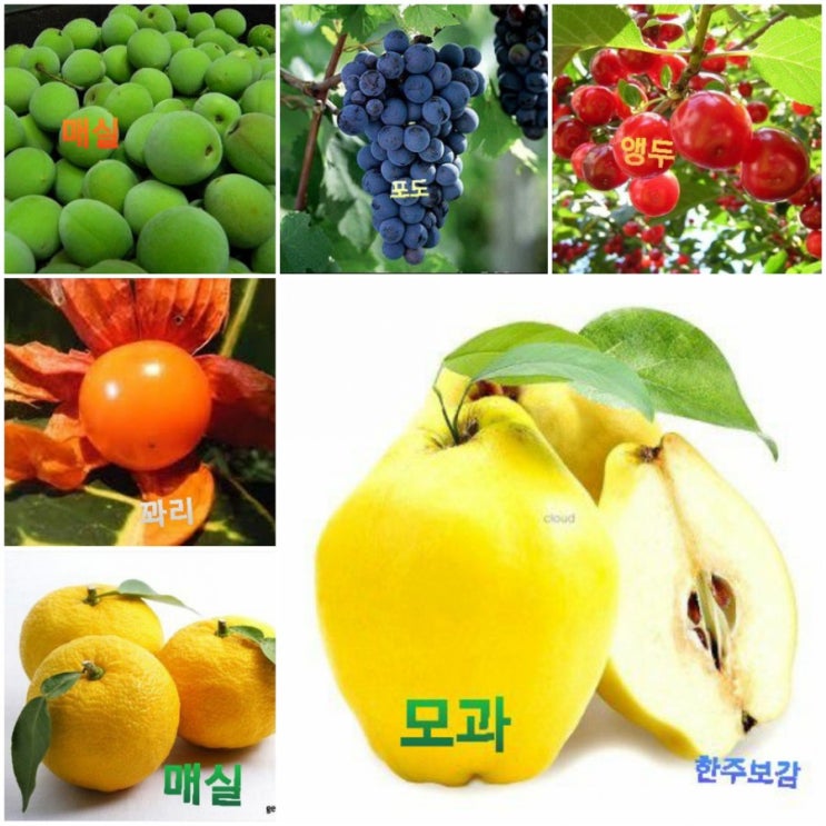 봄에 좋은(간장담남(쓸개)음식은? 봄에 좋은(간장담남(쓸개)음식은?