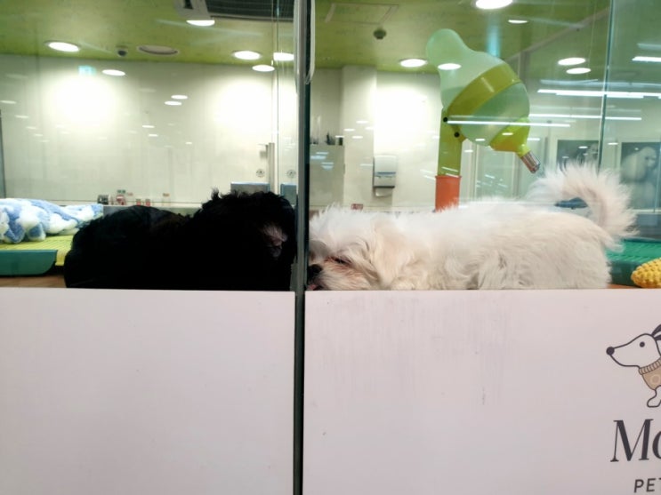  아직도 병원식을 먹는 나를 위해 오리 누룽지 백숙ㅎㅎㅎ