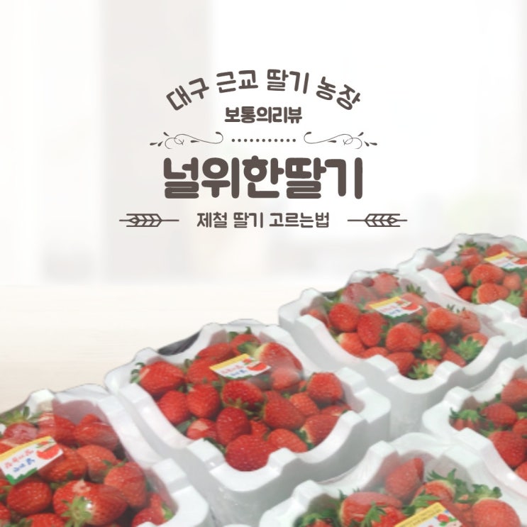  대구 근교 널위한딸기 딸기농장 제철 딸기 고르는법