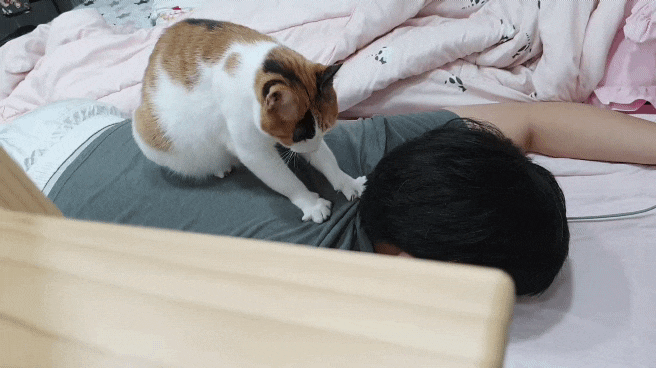  열심히 운동을, 새해에는 건강한 몸과 체력을 길러요..!! ( 홈트레이닝 )
