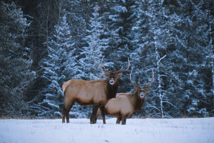 캐나다 로키 여행 중 만날 수 있는 야생 동물 : 네이버 블로그