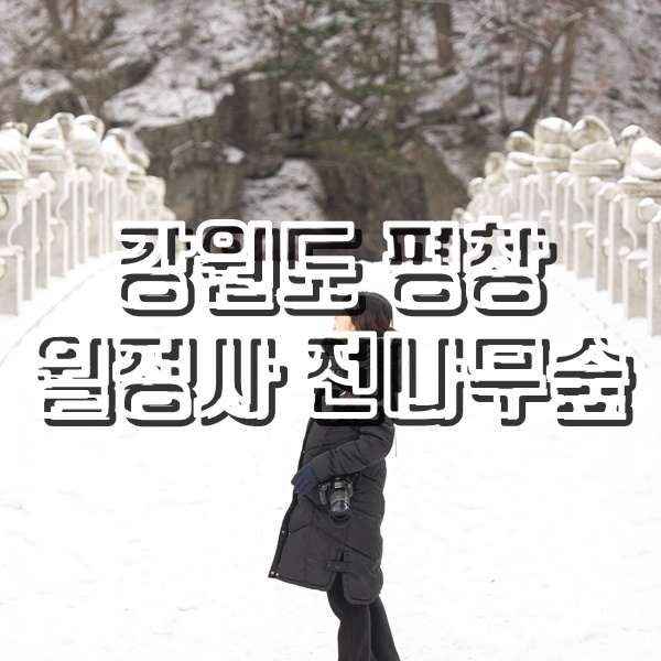  눈오는날에 떠난 여행 드라마촬영지 강원도 평창 월정사 전나무숲길