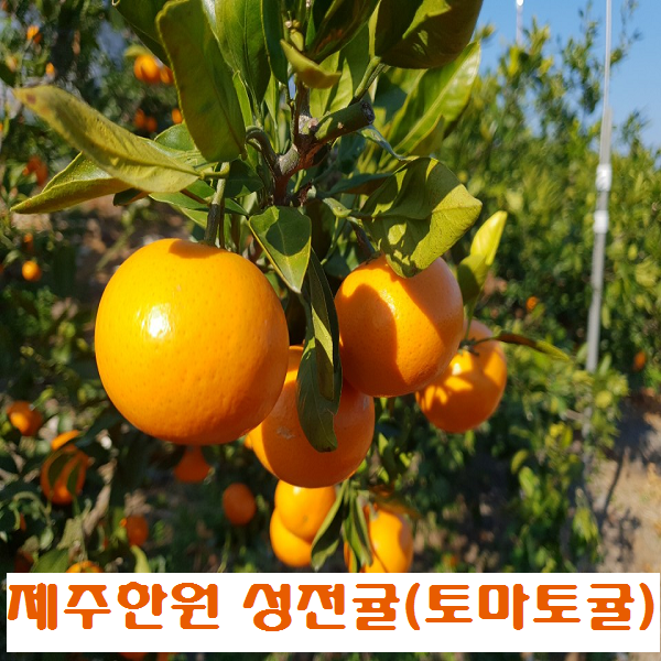   제주 한원 감귤 성전귤천혜향귤 토마토귤 1박스 중간사이즈 랜덤과 5키로 