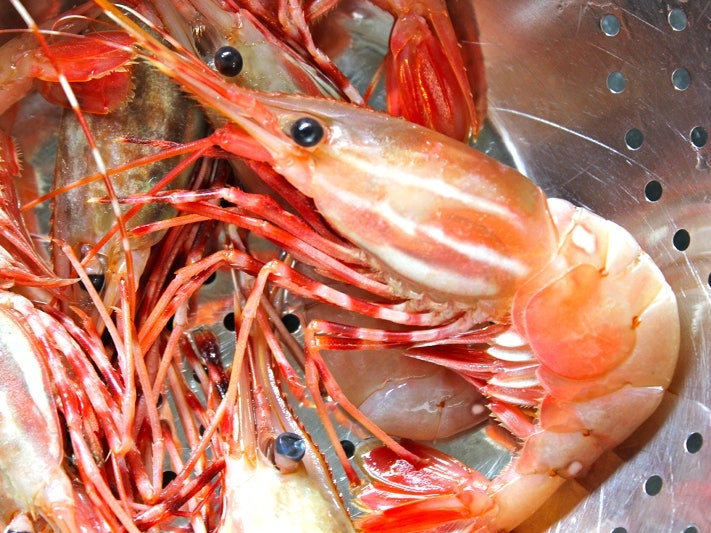 엘랸魚譜 1 새우편 도화새우 Hypsinotus Nipponensis Platyceros Etc 네이버 블로그