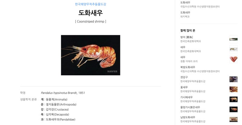 엘랸魚譜 1 새우편 도화새우 Hypsinotus Nipponensis Platyceros Etc 네이버 블로그