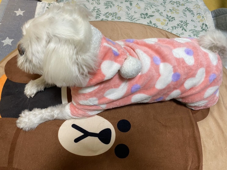 수면잠옷 입고 매력 발산하는 말티츄 댕댕이 꼬까미 수면잠옷 입고 매력 발산하는 말티츄 댕댕이 꼬까미
