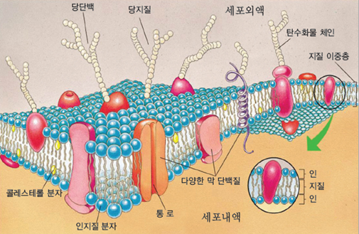 세포의 구성물질 : 네이버 블로그