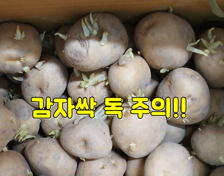  감자싹난거 독 제거,방법