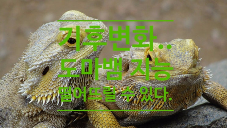  [주키퍼 렙타일] 파충류 TMI 속보 (22회) - 기후 변화(지구온난화)는 도마뱀의 지능을 떨어뜨릴 수 있다.