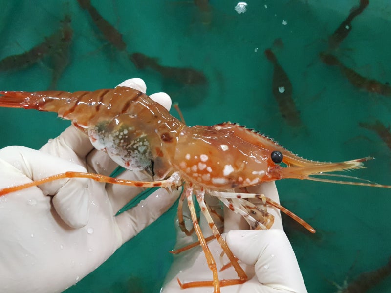 엘랸魚譜 1 새우편 도화새우 Hypsinotus Nipponensis Platyceros Etc 네이버 블로그