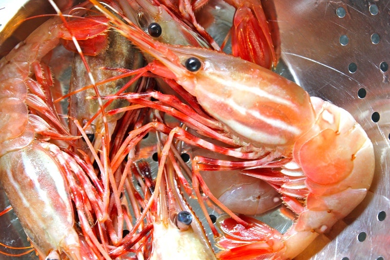 엘랸魚譜 1 새우편 도화새우 Hypsinotus Nipponensis Platyceros Etc 네이버 블로그
