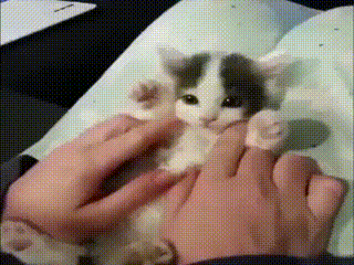  귀여운 냥이