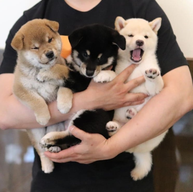  시바견 모색의 종류는 어떻게 될까요?