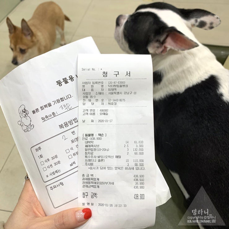 강아지 허리디스크 MRI 촬영비용은 마이펫 플러스로 5