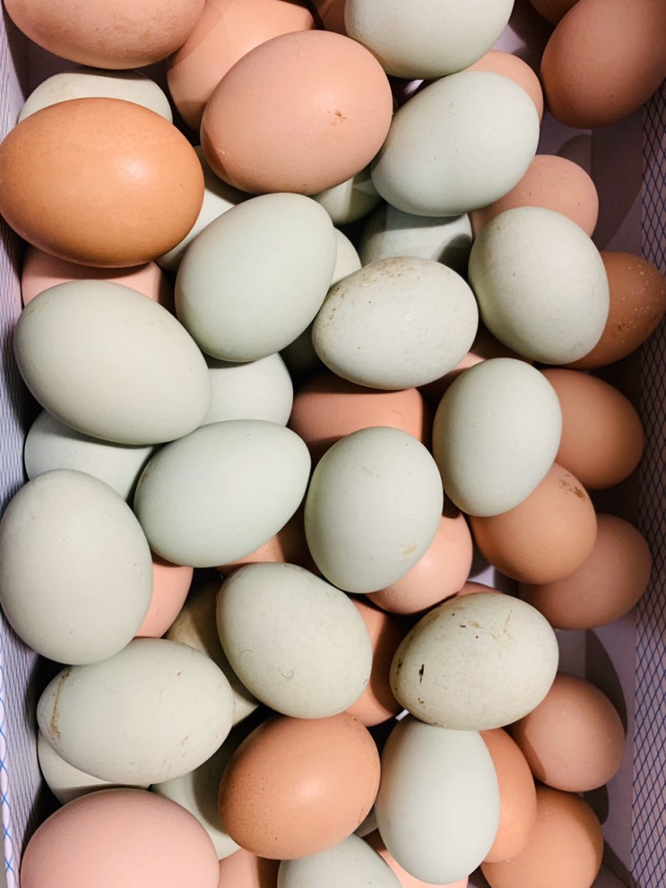 건강하게 계란 먹기 청계닭 / 청란