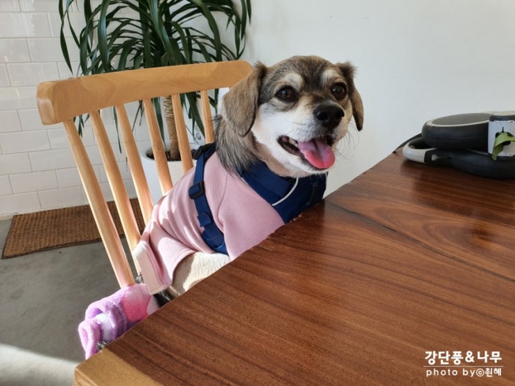  돌곶이역 애견동반카페 커피로그 이정도면 단골