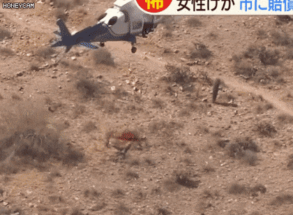  구조과정이 폭력적이여서 고소한 74세 할머니.gif