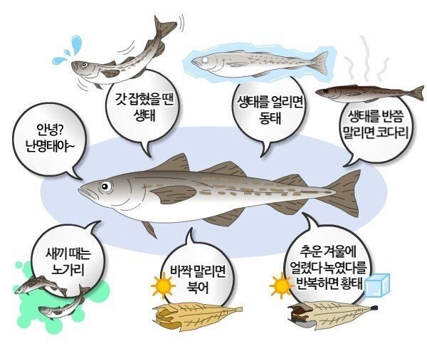 강원도 명태군 말리면 코다리 이미지