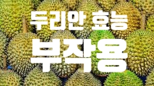  고칼로리 식품 두리안효능 그리고 부작용