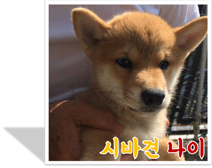  [강아지 나이] 시바견 수명