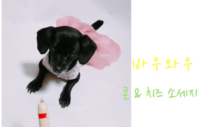 < 기호성 좋은 강아지 간식 > 바우와우 국내생산 콘 & 치즈 강아지 소세지. 내돈내산 후기 < 기호성 좋은 강아지 간식 > 바우와우 국내생산 콘 & 치즈 강아지 소세지. 내돈내산 후기