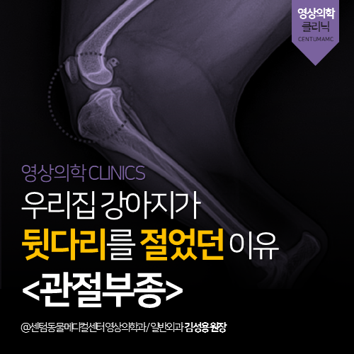  [영상의학과] 우리집 강아지가 뒷다리를 절었던 이유 <관절부종> (부산 수영구 수영동 광안동 엑스레이 전문 동물병원)