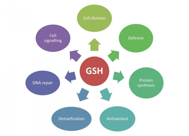 does n acetylcysteine increases glutathione 글루타치온 (Glutathione) 효능, 부작용, 권장량, 제품 순위 : 네이버 블로그